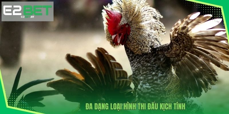 Đá Gà E2BET – Đấu Trường Những Chiến Kê Dũng Mãnh 3 Đa dạng các loại hình đá gà gay cấn