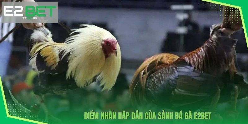 Đá Gà E2BET – Đấu Trường Những Chiến Kê Dũng Mãnh 2 Điểm nhấn hấp dẫn của sảnh Đá gà E2BET