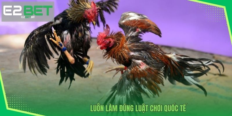 Đá Gà Đòn Mỹ - Cuộc Đối Đầu Nảy Lửa Tại Sân Thi Quốc Tế Tại E2BET 3 Luôn làm đúng luật chơi quốc tế