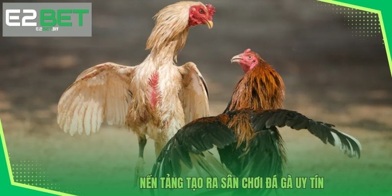 Nền tảng tạo ra sân chơi đá gà uy tín 