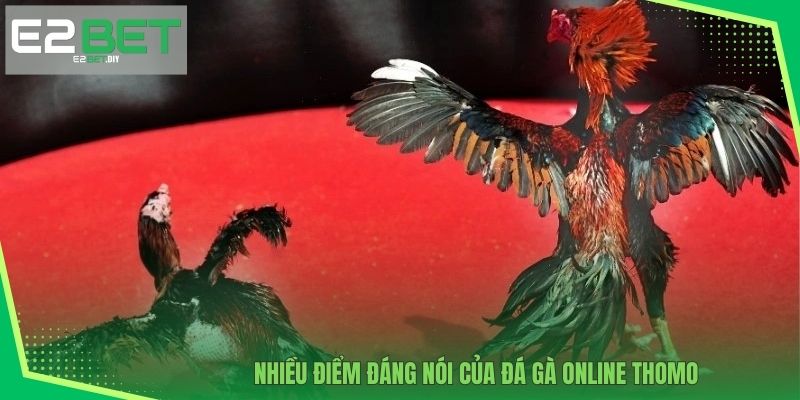 Nhiều điểm đáng nói của Đá gà online Thomo