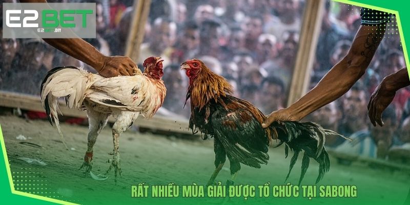 Trường Gà Sabong | Điểm Đến Giải Trí Đẳng Cấp Và Uy Tín Tại E2BET 3 Rất nhiều mùa giải được tổ chức tại Sabong