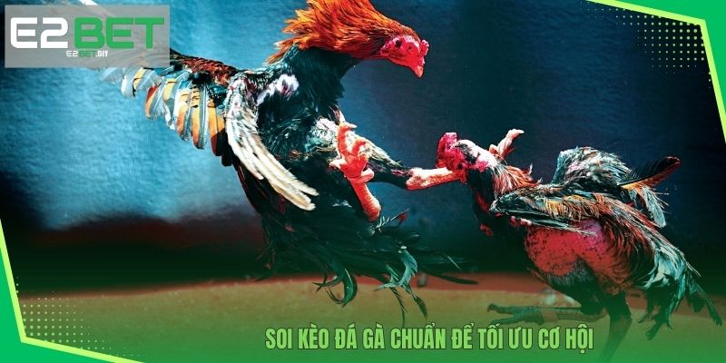 Đá Gà E2BET – Đấu Trường Những Chiến Kê Dũng Mãnh 4 Soi kèo đá gà chuẩn để tối ưu cơ hội