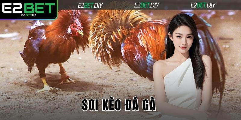 Soi kèo đá gà